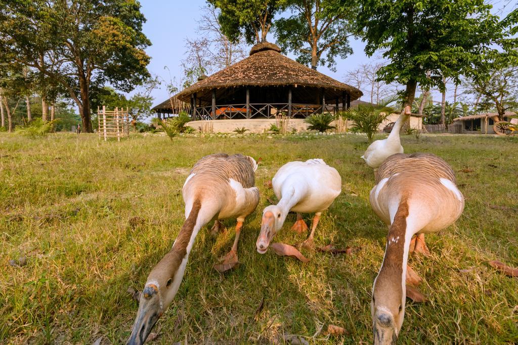 Siddhartha Wildlife Retreat Hotel Meghauli Ngoại thất bức ảnh